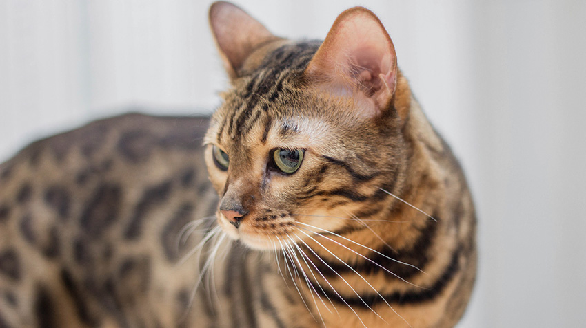 Bengal cat breeders